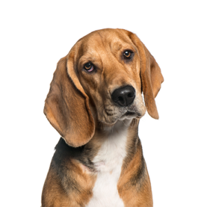 Waggles Duluth American Foxhound