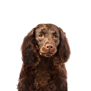 Waggles Duluth American Water Spaniel