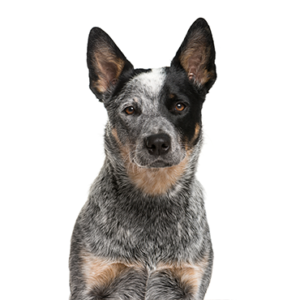 Waggles Duluth Australian Cattle Dog