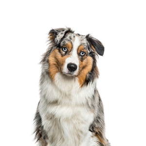 Waggles Duluth Australian Shepherd