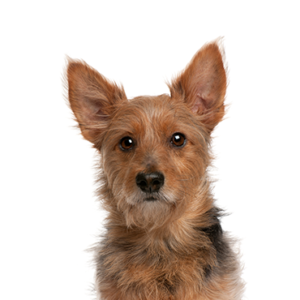 Waggles Duluth Australian Terrier