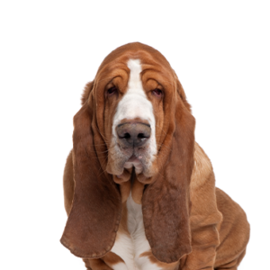 Waggles Duluth Basset Hound