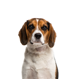 Waggles Duluth Beagle
