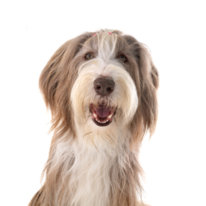 Waggles Duluth Bearded Collie