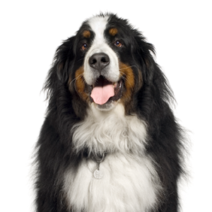 Waggles Duluth Bernese Mountain Dog