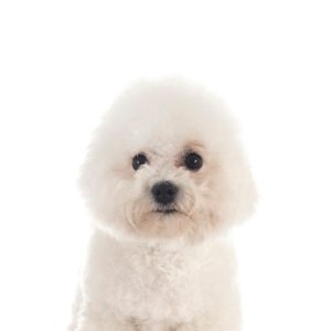 Waggles Duluth Bichon Frise