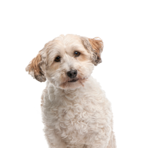 Waggles Duluth Bichon Poo
