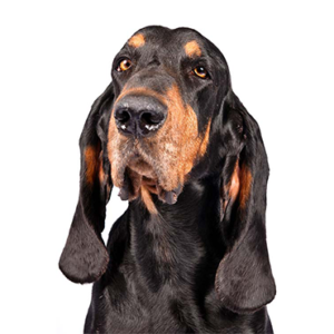 Waggles Duluth Black and Tan Coonhound