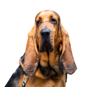 Waggles Duluth Bloodhound