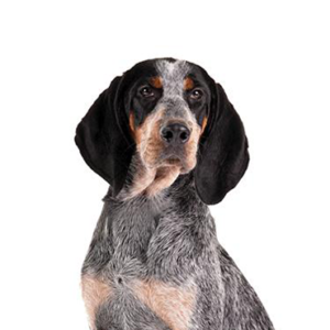 Waggles Duluth Bluetick Coonhound