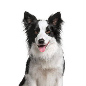 Waggles Duluth Border Collie
