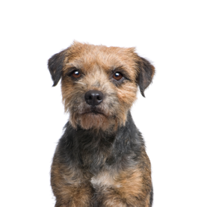 Waggles Duluth Border Terrier