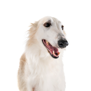 Waggles Duluth Borzoi