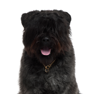 Waggles Duluth Bouvier des Flandres
