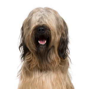 Waggles Duluth Briard