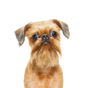 Waggles Duluth Brussels Griffon