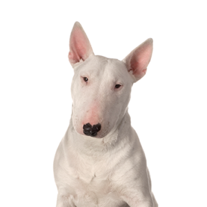 Waggles Duluth Bull Terrier