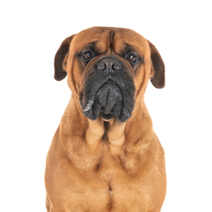 Waggles Duluth Bullmastiff