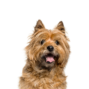 Waggles Duluth Cairn Terrier