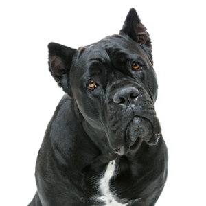 Waggles Duluth Cane Corso