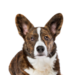 Waggles Duluth Cardigan Welsh Corgi