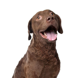 Waggles Duluth Chesapeake Bay Retriever