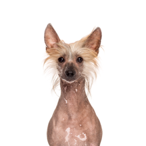 Waggles Duluth Chinese Crested