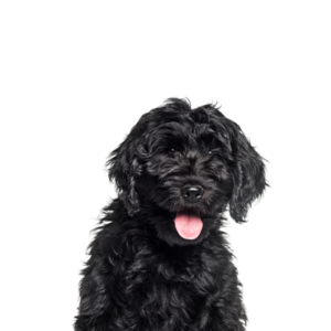 Waggles Duluth Cockapoo