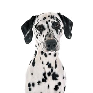 Waggles Duluth Dalmatian