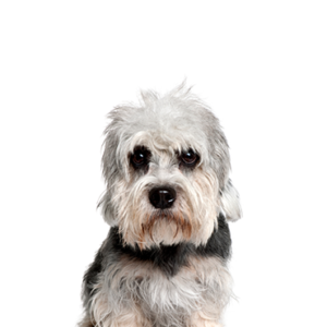 Waggles Duluth Dandie Dinmont Terrier