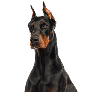 Waggles Duluth Doberman Pinscher