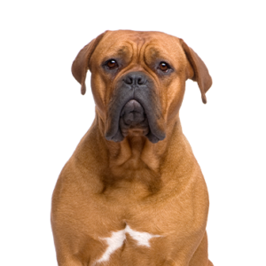 Waggles Duluth Dogue de Bordeaux