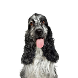 Waggles Duluth English Cocker Spaniel