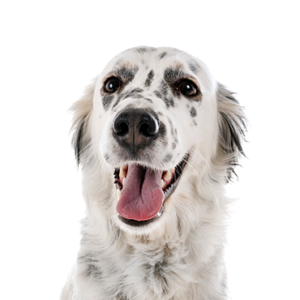 Waggles Duluth English Setter