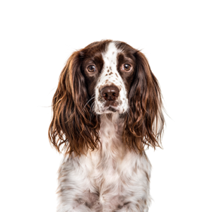 Waggles Duluth English Springer Spaniel