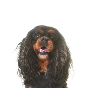 Waggles Duluth English Toy Spaniel
