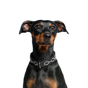 Waggles Duluth German Pinscher