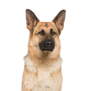 Waggles Duluth German Shepherd