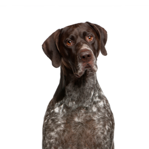 Waggles Duluth German Shorthaired Pointer
