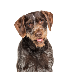 Waggles Duluth German Wirehaired Pointer