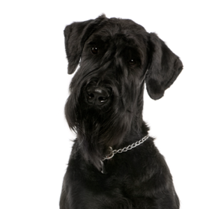 Waggles Duluth Giant Schnauzer