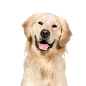 Waggles Duluth Golden Retriever