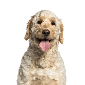 Waggles Duluth Goldendoodle