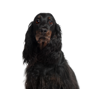 Waggles Duluth Gordon Setter