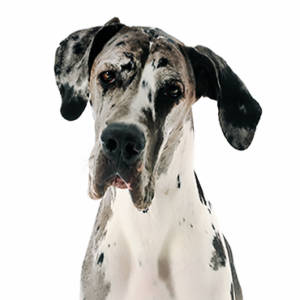Waggles Duluth Great Dane
