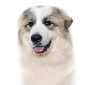Waggles Duluth Great Pyrenees