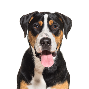 Waggles Duluth Great Swiss Mountain Dog