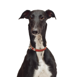Waggles Duluth Greyhound