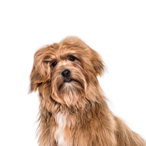 Waggles Duluth Havanese