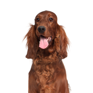 Waggles Duluth Irish Setter